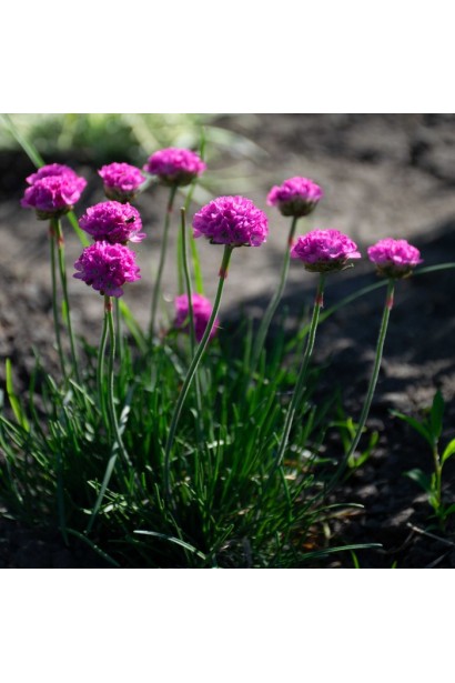 Армерія приморська Рубрифолія (чорнолиста) | Armeria maritima Rubrifolia | Армерия приморская Рубрифолия (чернолистная)